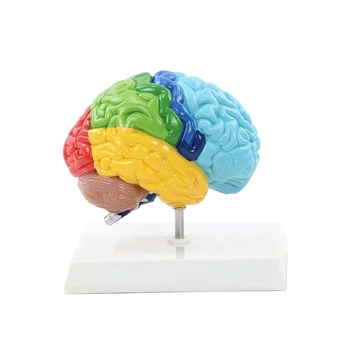 Дясното полукълбо на мозъка Модел на човешкото тяло Образователна модел на мозъка 1: 1 за обучение на студенти по Модел на изграждане на учебна модели - Изображение 1  