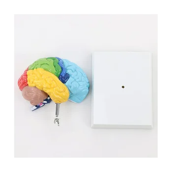 Дясното полукълбо на мозъка Модел на човешкото тяло Образователна модел на мозъка 1: 1 за обучение на студенти по Модел на изграждане на учебна модели - Изображение 2  