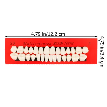 1 комплект от 28 бр Модел на зъба Модел постоянни зъби Демонстрационен модел на зъбите на Aicc подпори за зъби от смола Модел на човешки зъби - Изображение 2  
