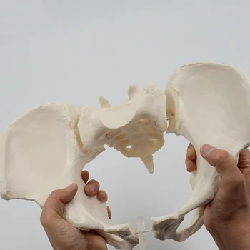 1 БР 1:1 Модел на Женски Таз В Пълен Размер Модел на Скелета на Женския Таз, За Научно Образование - Изображение 2  