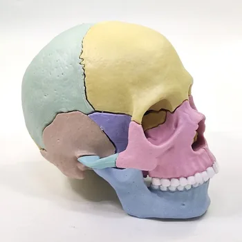 1/2 Цветна модел на череп в естествена големина, 17 Анатомични части на скелета на човека, Образователно оборудване, медицински инструмент, модул за обучение ресурс, играчката 