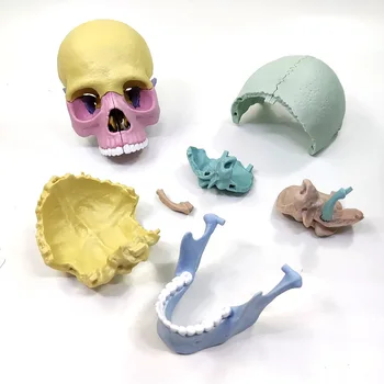 1/2 Цветна модел на череп в естествена големина, 17 Анатомични части на скелета на човека, Образователно оборудване, медицински инструмент, модул за обучение ресурс, играчката 