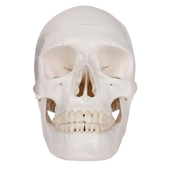 Модел на човешкия череп, анатомия в реален размер, анатомическая модел за възрастни Със свалящ се капак и тази на черепа е сочлененной долната челюст - Изображение 1  