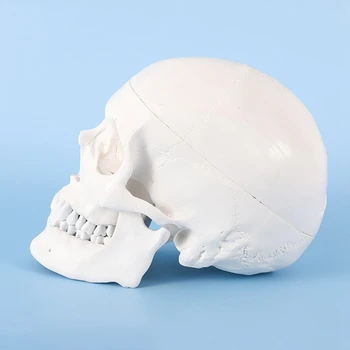 Модел на човешкия череп, анатомия в реален размер, анатомическая модел за възрастни Със свалящ се капак и тази на черепа е сочлененной долната челюст - Изображение 2  