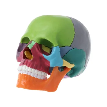 15 бр./компл. Модел на черепа в разглобено форма, Цвят Анатомическая модел на черепа, Сменяем модул за обучение инструмент - Изображение 1  