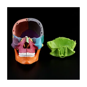 15 бр./компл. Модел на черепа в разглобено форма, Цвят Анатомическая модел на черепа, Сменяем модул за обучение инструмент - Изображение 2  