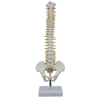 2 ЕЛЕМЕНТА 45 СМ Човешкия гръбначен Стълб С Модела на Таза Анатомическая Анатомия на Човека Модел на гръбначния Стълб Модел на Гръбначния Стълб + Гъвкава Поставка - Изображение 1  