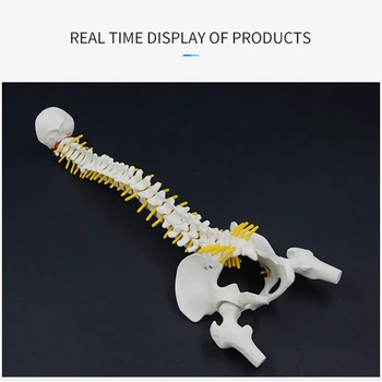 2 ЕЛЕМЕНТА 45 СМ Човешкия гръбначен Стълб С Модела на Таза Анатомическая Анатомия на Човека Модел на гръбначния Стълб Модел на Гръбначния Стълб + Гъвкава Поставка - Изображение 2  