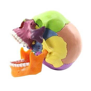 -Учебен модел на човешкото тяло с черепа Модел на черепа 1: 2 за обучение на студенти сглобяване на модели на обучение - Изображение 2  